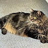 Aria is registered to the contest to win money with this photo: animal, calm, carpet, cat, cute, domestic, feline, fluffy, fur, indoor, lounging, mammal, pet, relaxed, resting, side_view, sunlight, tabby, whiskers, yellow_eyes