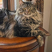 Aria is registered to the contest to win money with this photo: animal, cat, cozy, crossed_paws, curtain, domestic, feline, fur, home, indoor, long_hair, pet, portrait, relaxed, tabby_cat, table, whiskers, window, wood, yellow_eyes