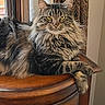 animal, cat, cozy, crossed_paws, curtain, domestic, feline, fur, home, indoor, long_hair, pet, portrait, relaxed, tabby_cat, table, whiskers, window, wood, yellow_eyes