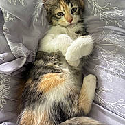 Sage is registered to the contest to win money with this photo: animal, bed, blanket, calico, cat, cozy, cute, domestic, feline, fur, indoor, kitten, mammal, paws, pet, relaxed, resting, sleepy, whiskers, young