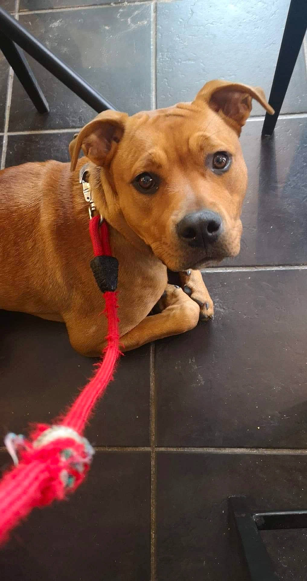 Naho participe au concours pour gagner de l'argent avec cette photo : animal_shelter, beagador, canidae, carnivore, collar, companion_dog, dog, dog_breed, fawn, leash, mammal, rare_breed_dog, snout, sporting_group