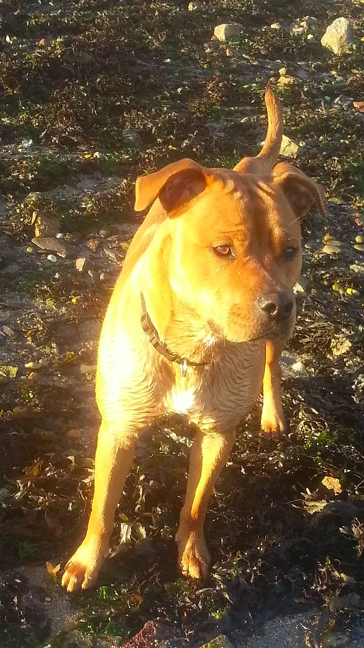 Naho a rejoint le concours — aidez-le/la à gagner de superbes lots ! american_pit_bull_terrier, american_staffordshire_terrier, canidae, carnivore, companion_dog, dog, dog_breed, fawn, labrador_retriever, mammal, non_sporting_group, nose, pit_bull, potcake_dog, snout, sporting_group, staffordshire_bull_terrier, sunlight