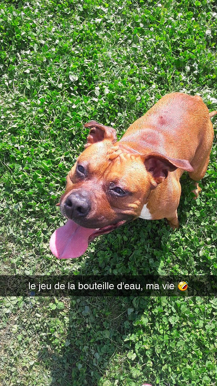 Night participe au concours pour gagner de l'argent avec cette photo : canidae, carnivore, companion_dog, dog, dog_breed, fawn, grass, mammal, rare_breed_dog, staffordshire_bull_terrier, vertebrate