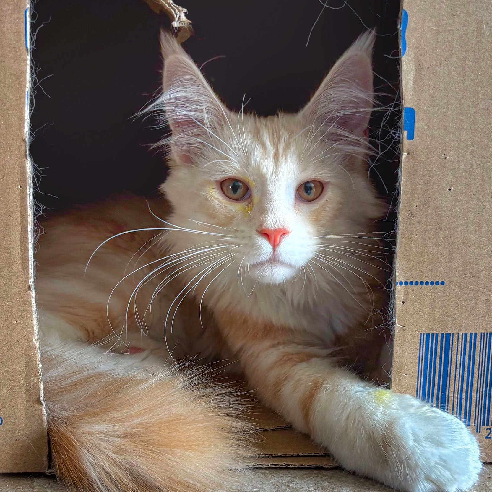 Appolon participe au concours pour gagner de l'argent avec cette photo : animal, box_window, cardboard_box, cat, closeup, curious, cute, feline, fluffy_fur, fur, home, indoor, orange_cat, paw, pet, relaxed, resting, tail, whiskers, white_cat