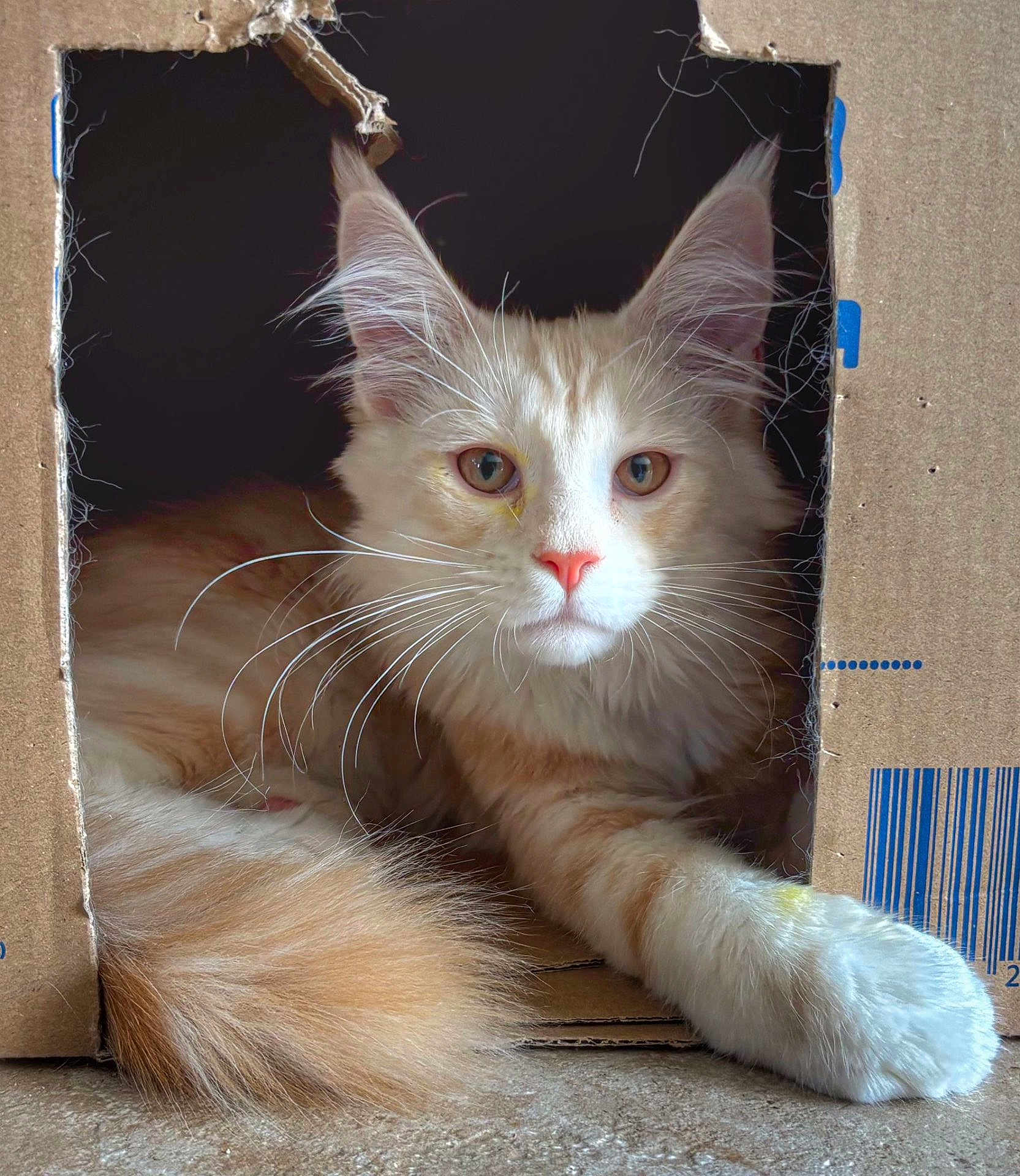 Appolon participe au concours pour gagner de l'argent avec cette photo : cat, orange_cat, white_cat, fluffy_fur, whiskers, cardboard_box, indoor, pet, curious, relaxed, animal, feline, paw, tail, box_window, home, cute, resting, closeup, fur