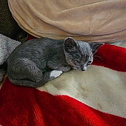 Powder Puff joined the competition — help win amazing prizes! kitten, cat, gray_cat, white_paws, sleeping, curled_up, blanket, red_blanket, cream_blanket, cozy, pet, fur, animal, indoor, resting, cute, small, soft_texture, relaxed, domestic_cat