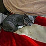 kitten, cat, gray_cat, white_paws, sleeping, curled_up, blanket, red_blanket, cream_blanket, cozy, pet, fur, animal, indoor, resting, cute, small, soft_texture, relaxed, domestic_cat