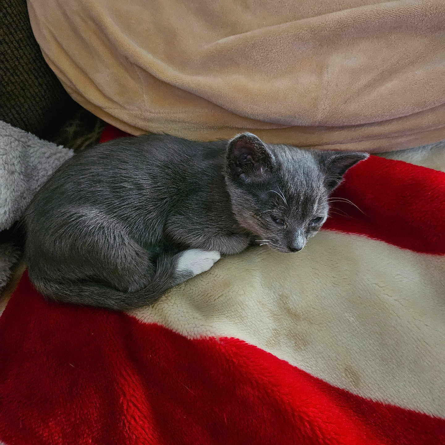 Powder Puff joined the competition — help win amazing prizes! animal, blanket, cat, cozy, cream_blanket, curled_up, cute, domestic_cat, fur, gray_cat, indoor, kitten, pet, red_blanket, relaxed, resting, sleeping, small, soft_texture, white_paws