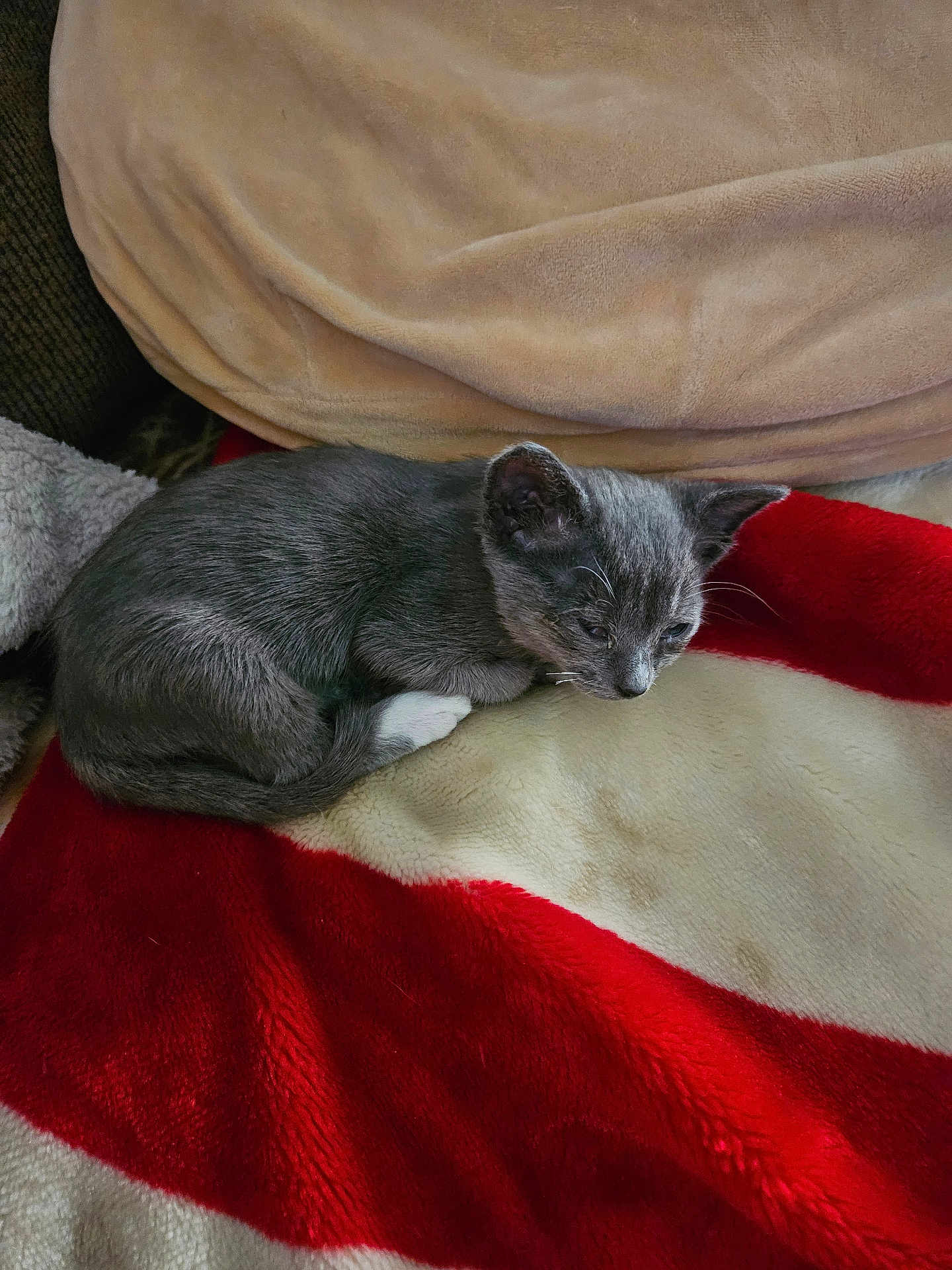 Powder Puff joined the competition — help win amazing prizes! kitten, cat, gray_cat, white_paws, sleeping, curled_up, blanket, red_blanket, cream_blanket, cozy, pet, fur, animal, indoor, resting, cute, small, soft_texture, relaxed, domestic_cat