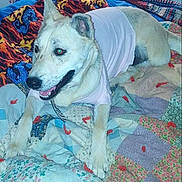 Jojo is registered to the contest to win money with this photo: dog, animal, pet, shirt, bed, quilt, colorful, patchwork, fabric, resting, indoor, canine, fur, ears, tongue, smiling, collar, comfort, laying, happy