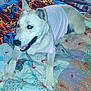 dog, animal, pet, shirt, bed, quilt, colorful, patchwork, fabric, resting, indoor, canine, fur, ears, tongue, smiling, collar, comfort, laying, happy