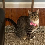 Leo joined the competition — help win amazing prizes! bell, bow_tie, cat, collar, cozy, curious, domestic_animal, furniture, green_eyes, hardwood_floor, indoor, living_room, paws, pet, portrait, rug, sitting, stripes, tabby_cat, whiskers