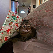 Toaster Stroodle is registered to the contest to win money with this photo: cat, tabby, wrapping_paper, holiday, christmas, indoor, curious, pet, animal, tunnel, playful, decor, home, feline, cute, cozy, patterned, paper, festive, domestic