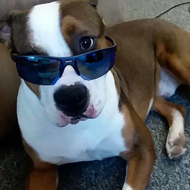 Gunner is registered to the contest to win money with this photo: american_pit_bull_terrier, american_staffordshire_terrier, boxer, canidae, carnivore, companion_dog, dog, dog_breed, eyewear, fawn, glasses, mammal, non_sporting_group, nose, olde_english_bulldogge, snout, sunglasses, valley_bulldog, vertebrate, vision_care