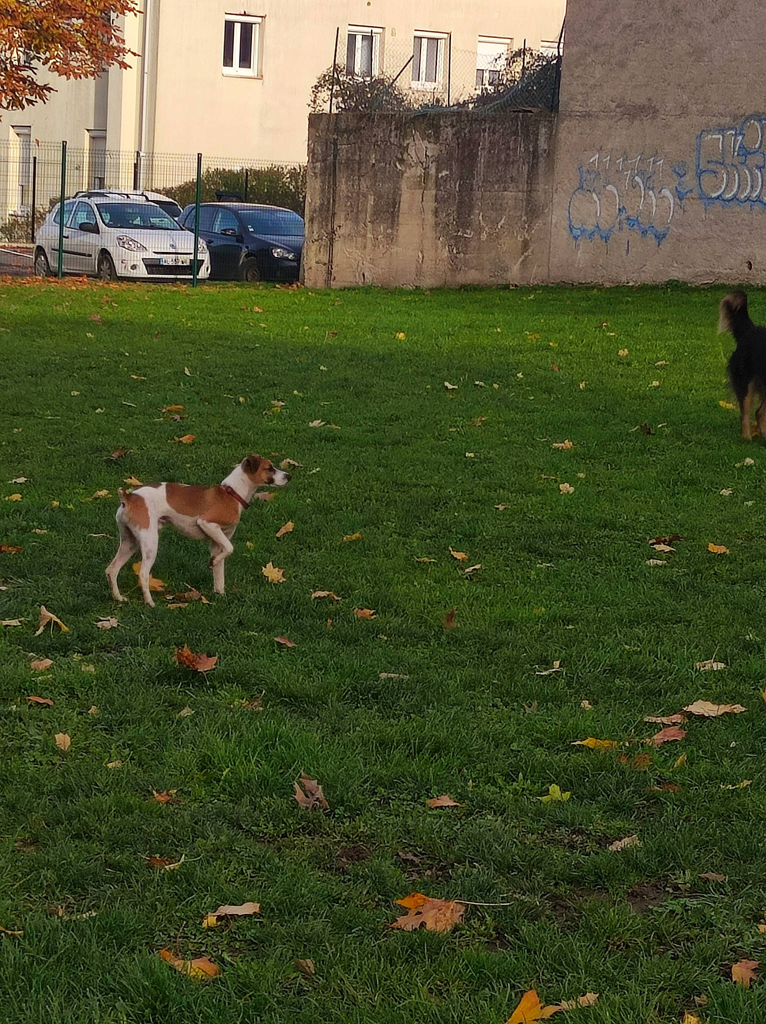 Loky a rejoint le concours — aidez-le/la à gagner de superbes lots ! building, car, dog, fawn, flooring, grass, grass_family, grassland, groundcover, landscape, lawn, meadow, plant, shrub, tints_and_shades, tree, vehicle, vertebrate, wheel, window