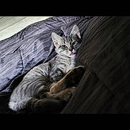 Lunna joined the competition — help win amazing prizes! animal, blanket, blep, cat, comfort, cozy, cute, ears, feline, fur, gray_cat, indoor, pet, relaxed, resting, sleepy, soft, tabby_cat, tongue_out, whiskers
