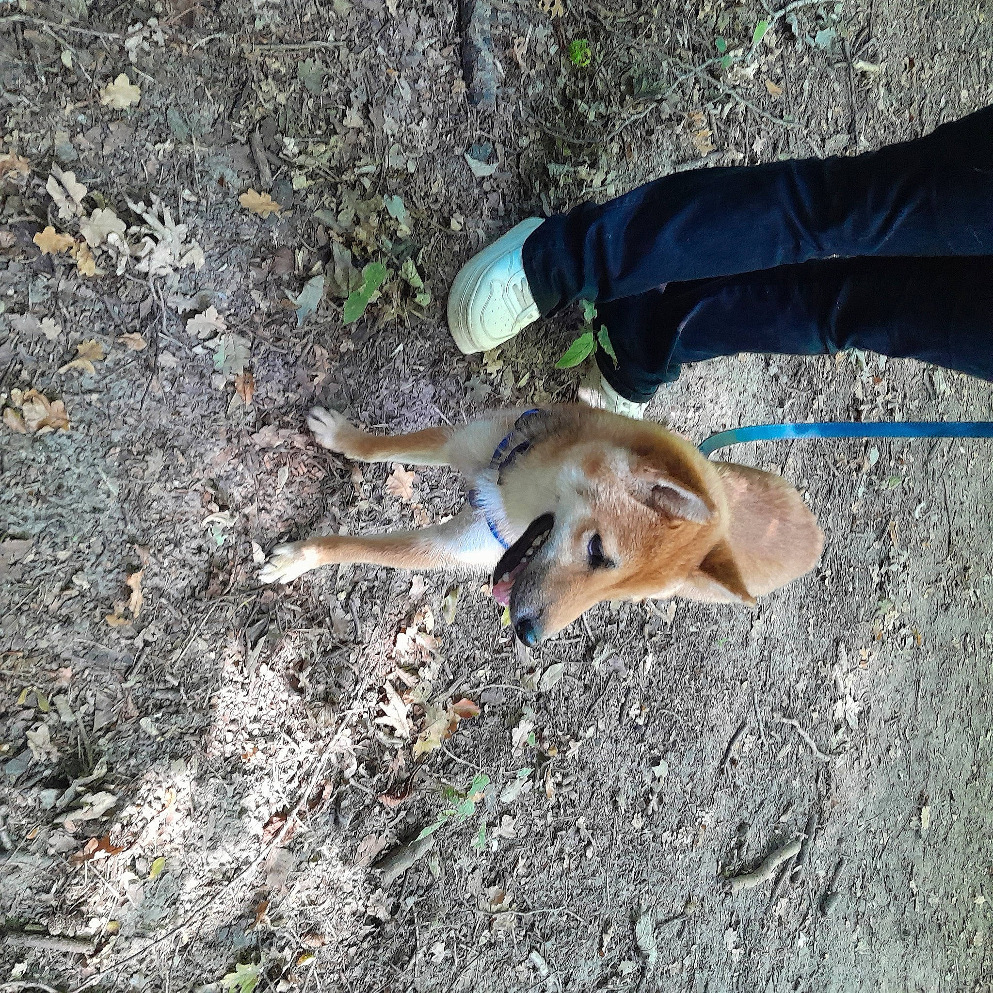 Tulky participe au concours pour gagner de l'argent avec cette photo : canidae, canis, carnivore, companion_dog, dog, dog_breed, fawn, grass, paw, snout, soil, sporting_group, street_dog, tail, terrestrial_animal, watch, wildlife, working_terrier