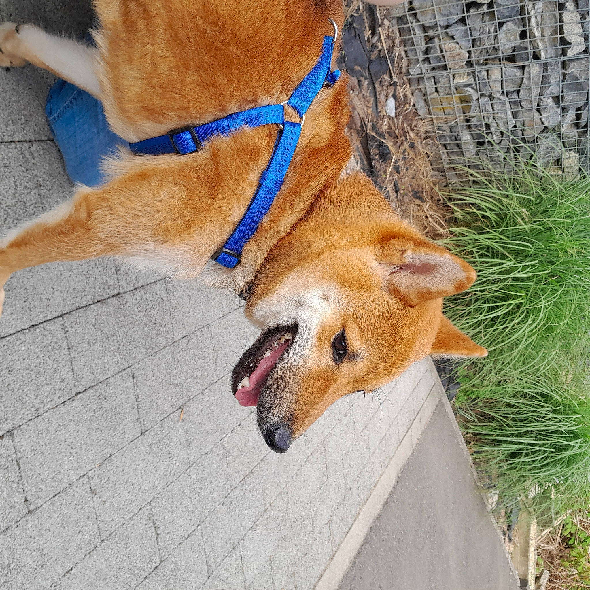 Tulky participe au concours pour gagner de l'argent avec cette photo : canidae, cardigan_welsh_corgi, carnivore, collar, companion_dog, dog, dog_breed, dog_collar, dog_supply, doghouse, fawn, herding_dog, leash, paw, pet_supply, snout, sporting_group, street_dog, tail, working_animal