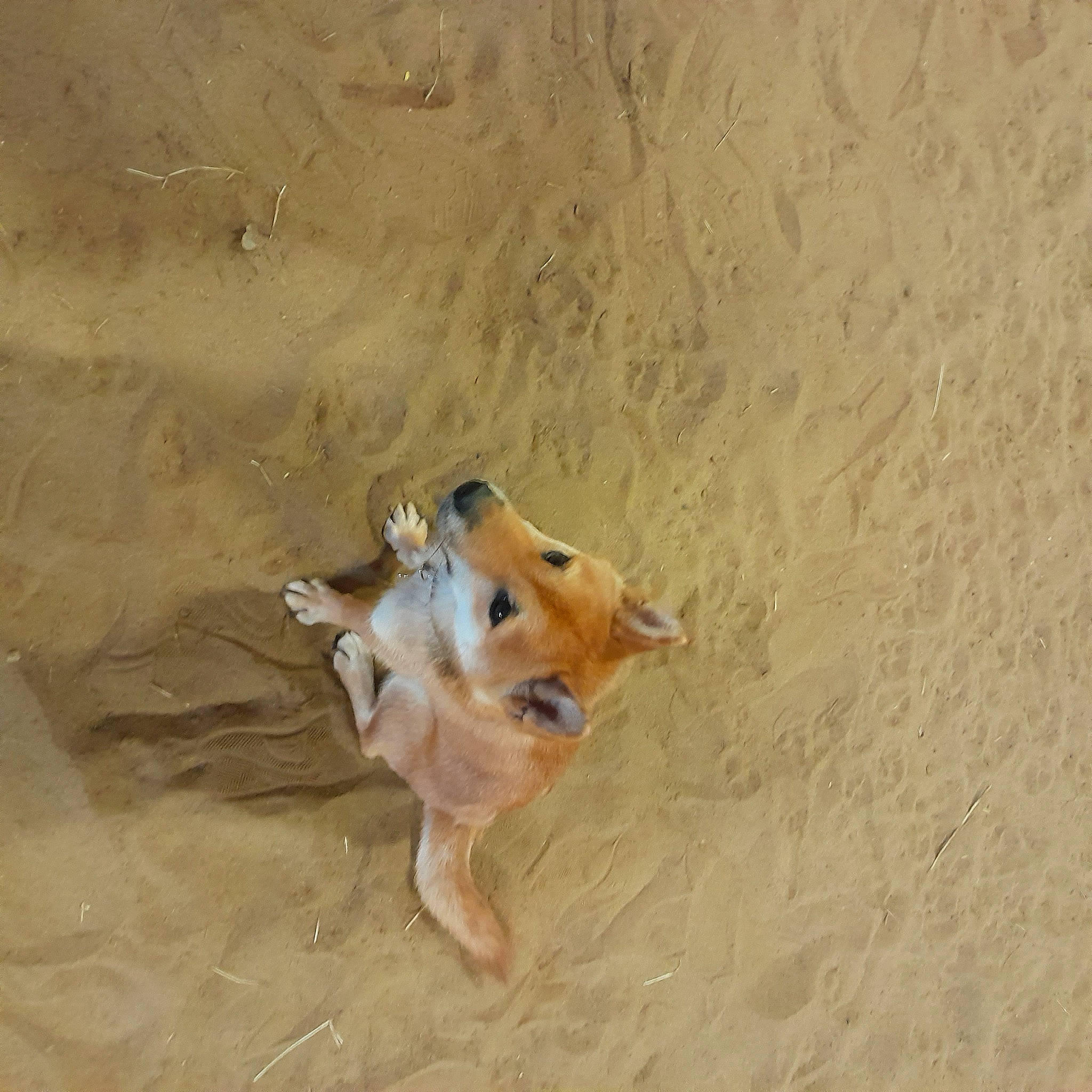 Tulky participe au concours pour gagner de l'argent avec cette photo : aeolian_landform, canidae, carnivore, companion_dog, dog, dog_breed, dog_supply, fawn, landscape, non_sporting_group, sand, shadow, singing_sand, soil, spitz, sporting_group, tail, terrestrial_animal, working_animal