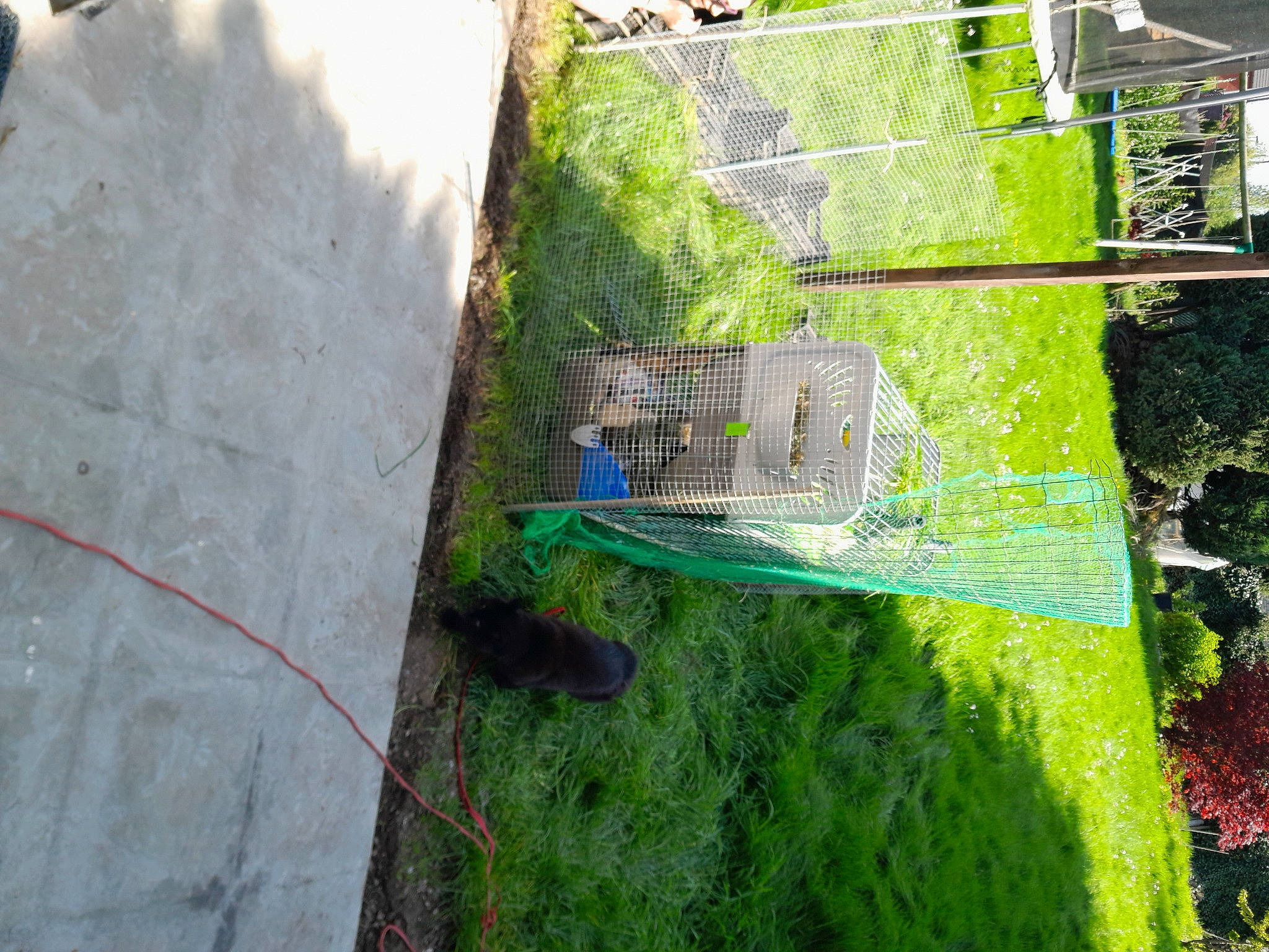 Olaf a rejoint le concours — aidez-le/la à gagner de superbes lots ! building, facade, garden, grass, grass_family, groundcover, herb, house, landscape, mesh, plant, shadow, shrub, soil, terrestrial_plant, tree, urban_design, wall, wood, yard