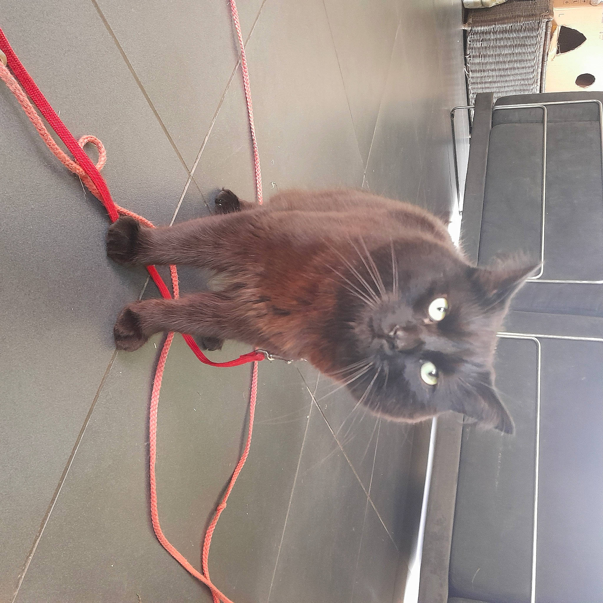 Olaf a rejoint le concours — aidez-le/la à gagner de superbes lots ! black_cat, bombay, cable, carnivore, cat, domestic_short_haired_cat, electrical_supply, electrical_wiring, felidae, flooring, flowerpot, fur, mechanical_fan, metal, small_to_medium_sized_cats, tail, whiskers, wire, wood