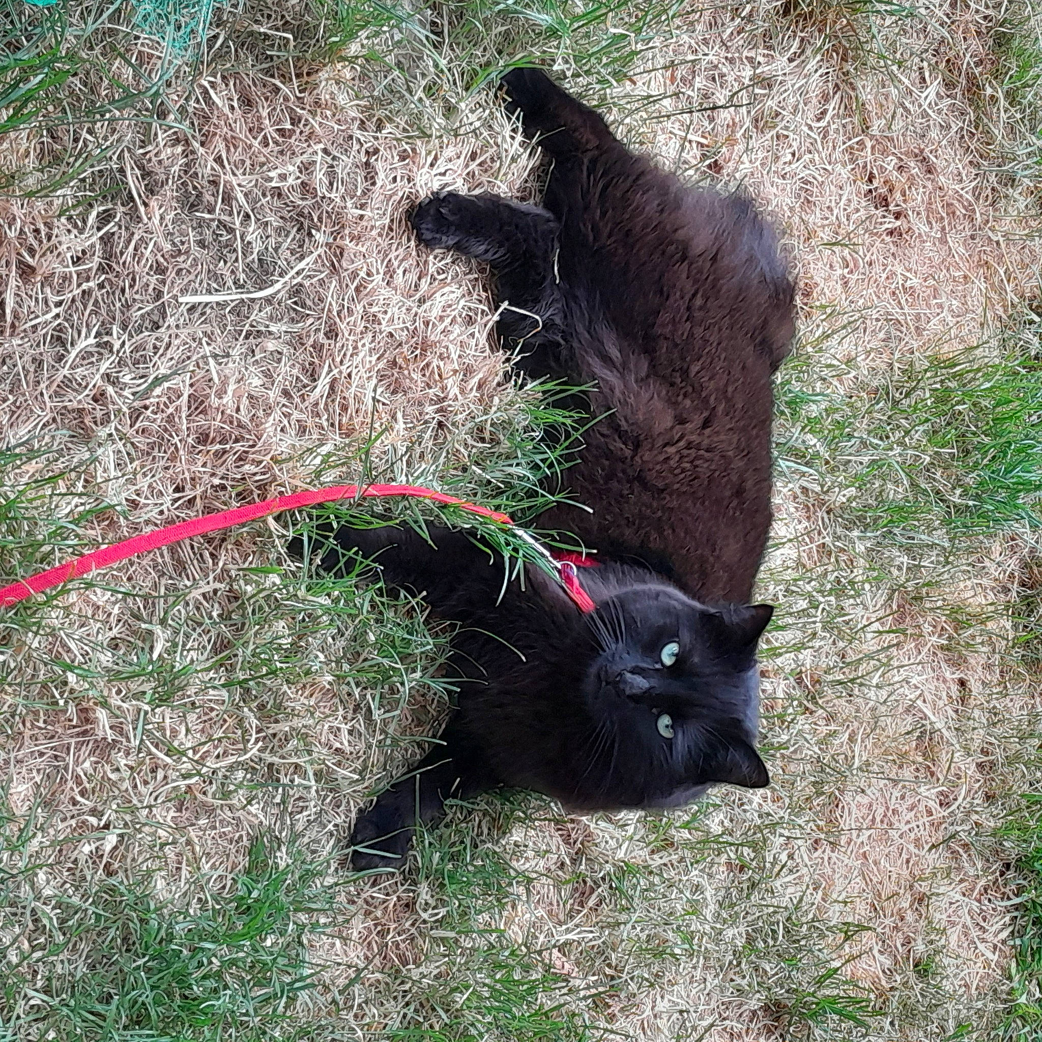 Olaf a rejoint le concours — aidez-le/la à gagner de superbes lots ! black_cat, canidae, carnivore, cat, claw, dog_breed, fawn, felidae, fur, grass, groundcover, plant, small_to_medium_sized_cats, snout, soil, sporting_group, tail, terrestrial_animal, whiskers, working_animal