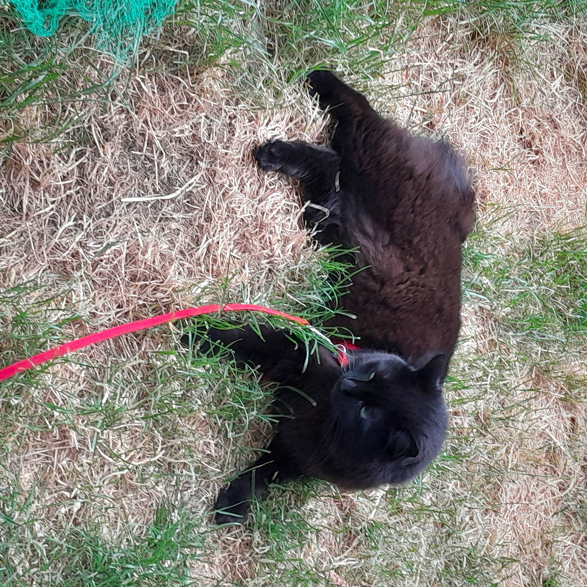 Olaf participe au concours pour gagner de l'argent avec cette photo : canidae, carnivore, dog_breed, fur, grass, groundcover, herbaceous_plant, liver, natural_material, pasture, plant, soil, sporting_group, tail, terrestrial_animal, terrestrial_plant, working_animal