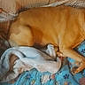 Sasha Marie is registered to the contest to win money with this photo: dog, pet, couch, blanket, indoor, resting, small_dog, large_dog, fur, collar, animal, cozy, domestic, relaxing, home, comfort, laying, brown_dog, white_dog, furniture