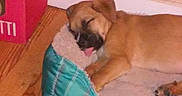 Sasha Marie is registered to the contest to win money with this photo: puppy, dog, sleeping, bed, tongue, cozy, indoor, floor, wooden_floor, toy, pet, cute, relaxed, animal, brown_dog, resting, domestic_animal, young_dog, sleep, home