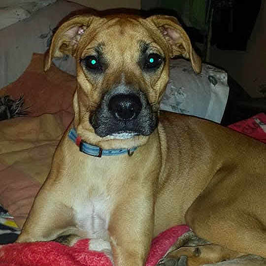 Sasha Marie is registered to the contest to win money with this photo: dog, pet, bed, blanket, collar, indoor, animal, canine, fur, laying, looking, portrait, domestic, cute, ears, paw, face, resting, home, flash