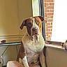 Bubbles joined the competition — help win amazing prizes! dog, brown_and_white, sitting, portrait, indoors, window, sunlight, brick_wall, ironing_board, home, pet, short_hair, floppy_ears, white_chest, animal, alert, front_view, warm_lighting, window_sill, funny_expression