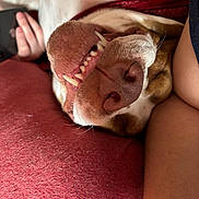 Bubbles joined the competition — help win amazing prizes! dog, canine, closeup, portrait, upside_down, smiling, teeth, nose, muzzle, whiskers, brown_and_white, pet, couch, indoor, relaxed, playful, funny, person, phone, cozy