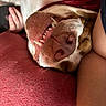 dog, canine, closeup, portrait, upside_down, smiling, teeth, nose, muzzle, whiskers, brown_and_white, pet, couch, indoor, relaxed, playful, funny, person, phone, cozy