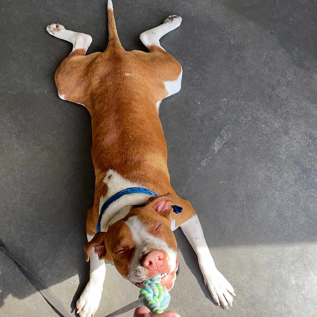 Support Bubbles in Dog Photo Contest - Cash