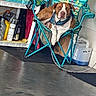 Bubbles joined the competition — help win amazing prizes! dog, pet, brown_and_white, sitting, folding_chair, camping, outdoor, shelving, supplies, leash, collar, portrait, animal, relaxed, funny, cluttered_background, concrete, colorful, chair, photography
