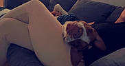 Bubbles joined the competition — help win amazing prizes! dog, pet, canine, brown_and_white, pit_bull_type, floppy_ears, upside_down, lying_down, couch, sofa, pillows, blanket, indoor, home, relaxed, funny, portrait, closeup, person, legs
