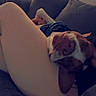 dog, pet, canine, brown_and_white, pit_bull_type, floppy_ears, upside_down, lying_down, couch, sofa, pillows, blanket, indoor, home, relaxed, funny, portrait, closeup, person, legs