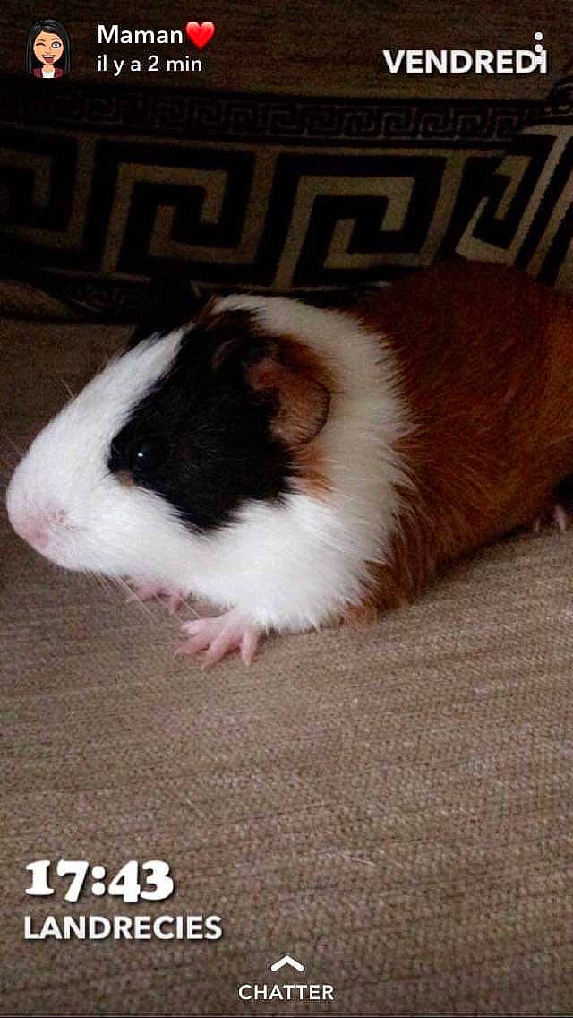 Raja a rejoint le concours — aidez-le/la à gagner de superbes lots ! fawn, guinea_pig, hamster, mammal, person, rodent