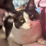 Katie is registered to the contest to win money with this photo: cat, black_and_white, pet, animal, feline, green_eyes, whiskers, close_up, indoor, sunlight, relaxed, cute, soft, fur, portrait, domestic_animal, lying_down, cozy, pink_tint, curious