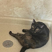 Jasmine is registered to the contest to win money with this photo: animal, bathroom, cat, curious, cute, domestic, drain, feline, fur, indoor, looking, mammal, pet, relaxed, resting, shower, tail, tile, tortoiseshell, whiskers