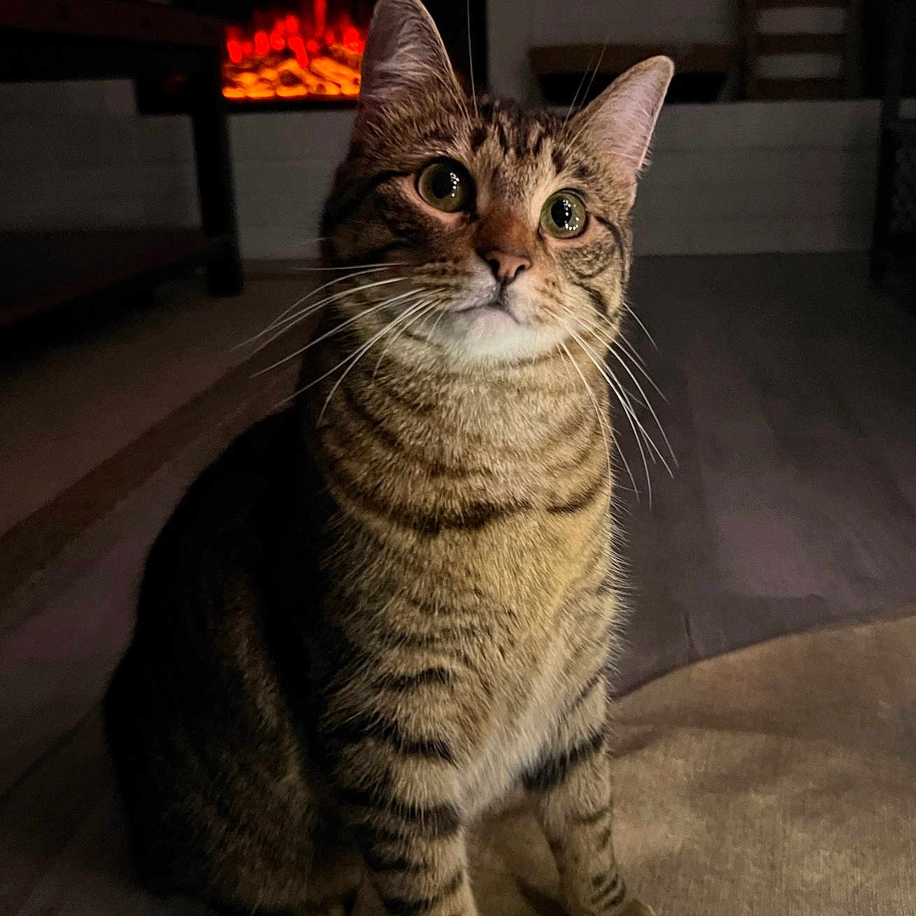 Chonko is registered to the contest to win money with this photo: abyssinian, animal, architecture, building, cat, couch, fire, fireplace, furniture, hardwood, hearth, indoors, interiordesign, kitten, livingroom, manx, pet, room, table, wood