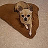 animal, brown_pillow, canine, chihuahua, companion, cute, dog, domestic_animal, ears_up, floor, heart_shaped_pillow, indoor, looking_up, pet, pillow, relaxed, resting, small_dog, tan_dog, tiny_dog