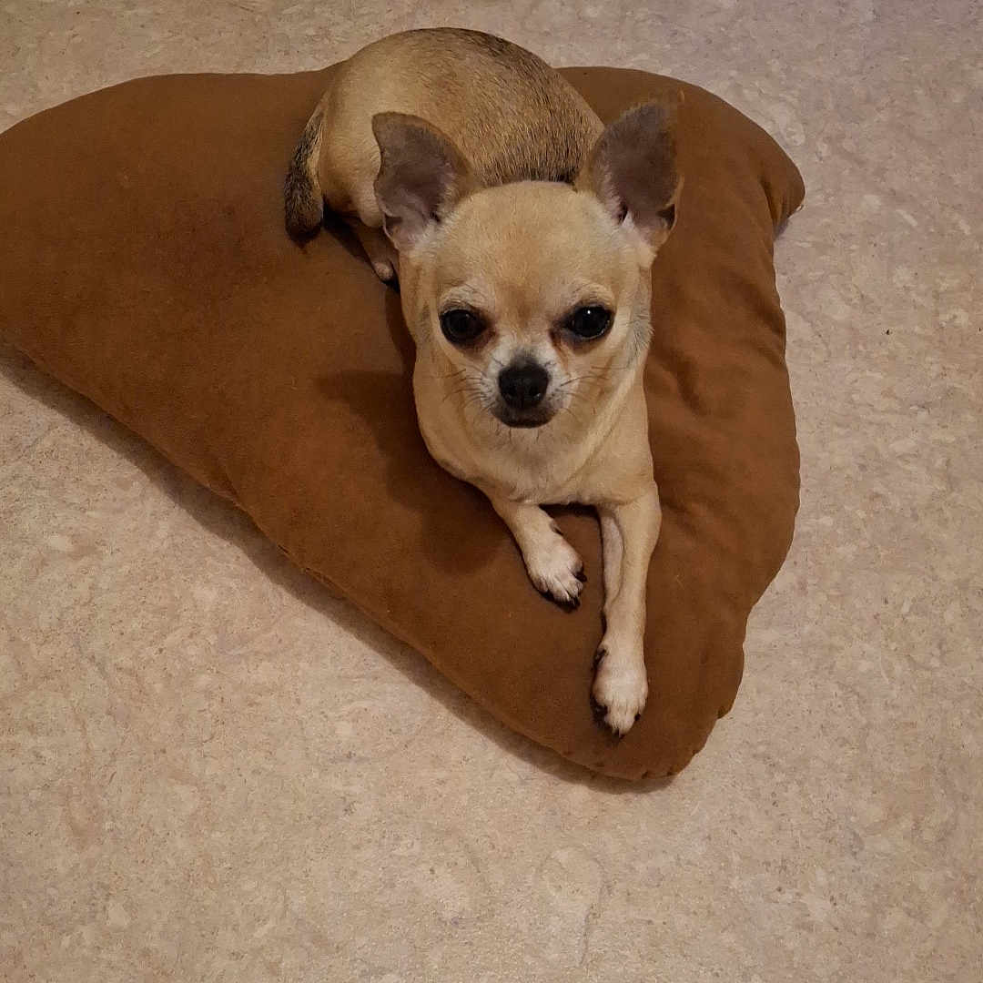 Harley