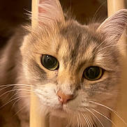 Aurora is registered to the contest to win money with this photo: cat, close_up, whiskers, ears, curious, indoor, soft_lighting, beige_bars, feline, animal, pet, portrait, fur, face, eyes, cute, domestic, warm_colors, focus, intimate