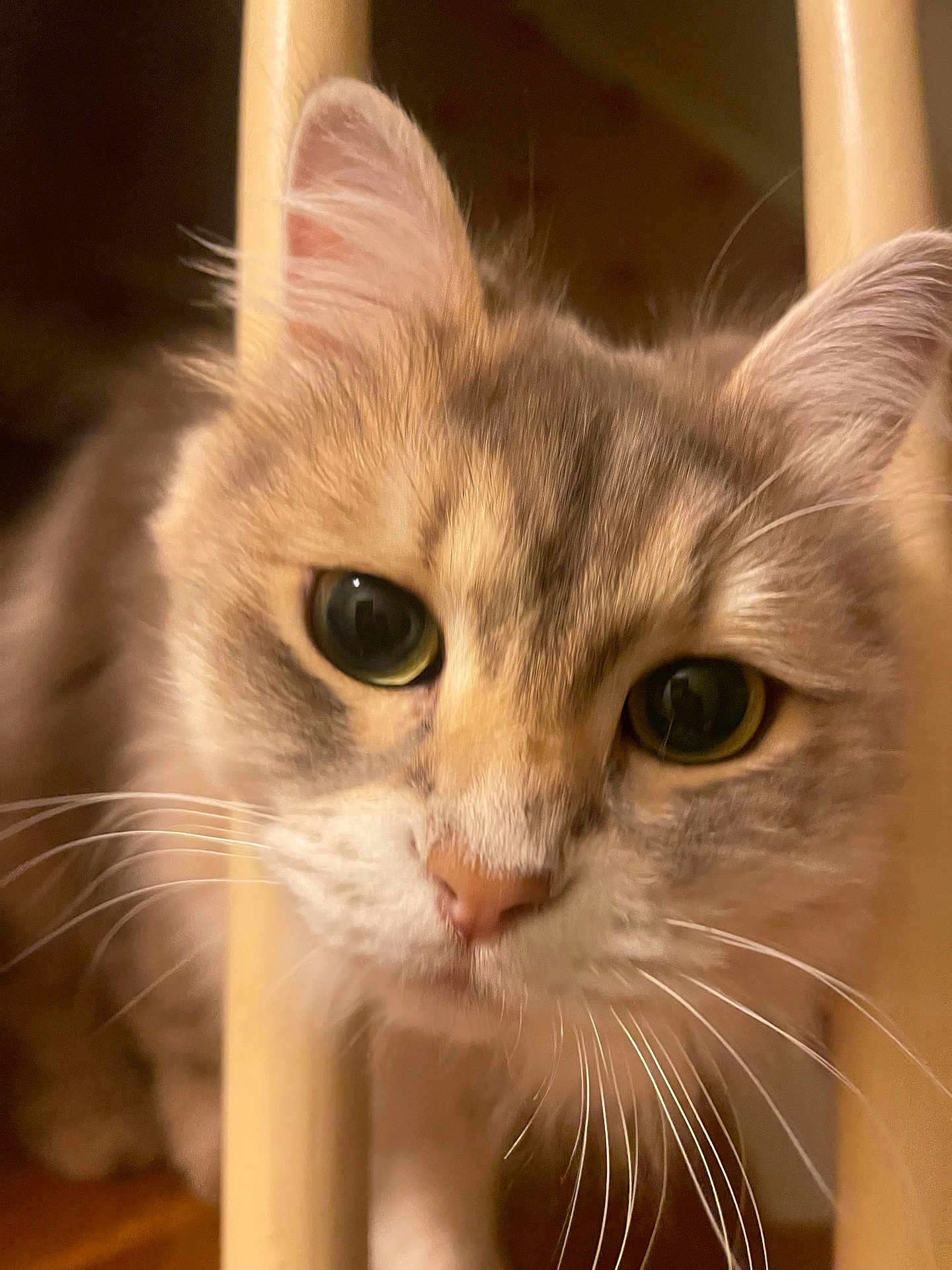 Aurora is registered to the contest to win money with this photo: cat, close_up, whiskers, ears, curious, indoor, soft_lighting, beige_bars, feline, animal, pet, portrait, fur, face, eyes, cute, domestic, warm_colors, focus, intimate