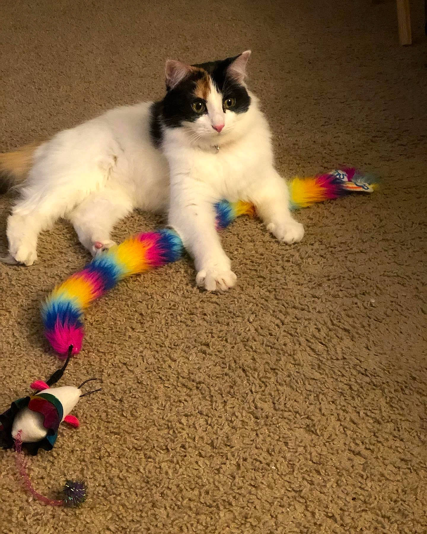 Magnolia is registered to the contest to win money with this photo: art, carnivore, carpet, cat, cat_toy, claw, companion_dog, domestic_short_haired_cat, felidae, floor, flooring, foot, fur, human_leg, lap, paw, sitting, small_to_medium_sized_cats, tail, whiskers