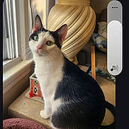 Figaro is registered to the contest to win money with this photo: cat, black_and_white, windowsill, green_eyes, indoor, pet, feline, decor, vase, miniature_house, curious, sitting, cozy, home, furniture, animal, portrait, domestic, window, soft_light
