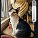 Figaro