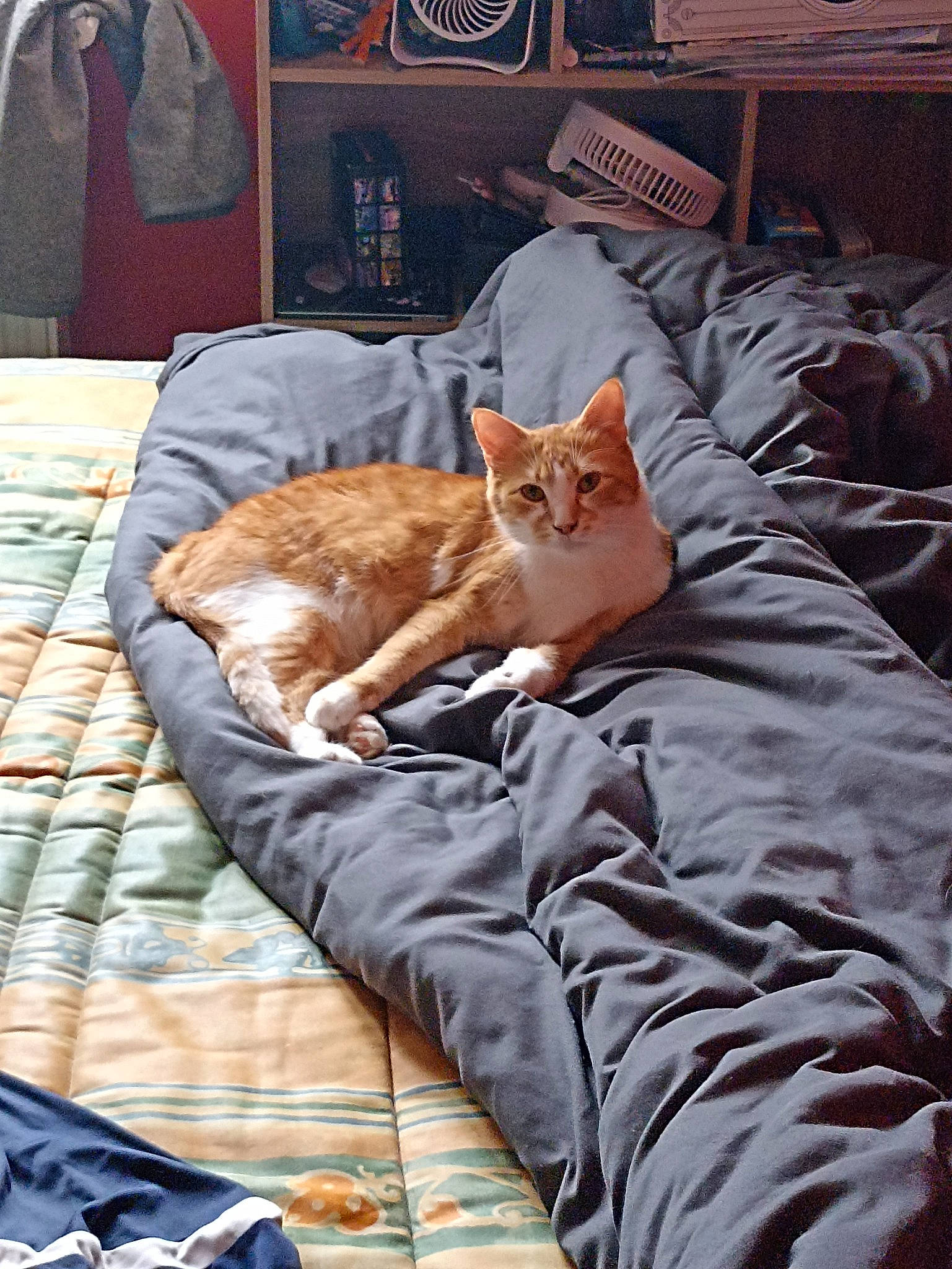 Thygroo participe au concours pour gagner de l'argent avec cette photo : bed, bed_sheet, bedding, brown, carnivore, cat, comfort, domestic_short_haired_cat, duvet, fawn, felidae, fur, linens, picture_frame, room, small_to_medium_sized_cats, tail, textile, whiskers, wood