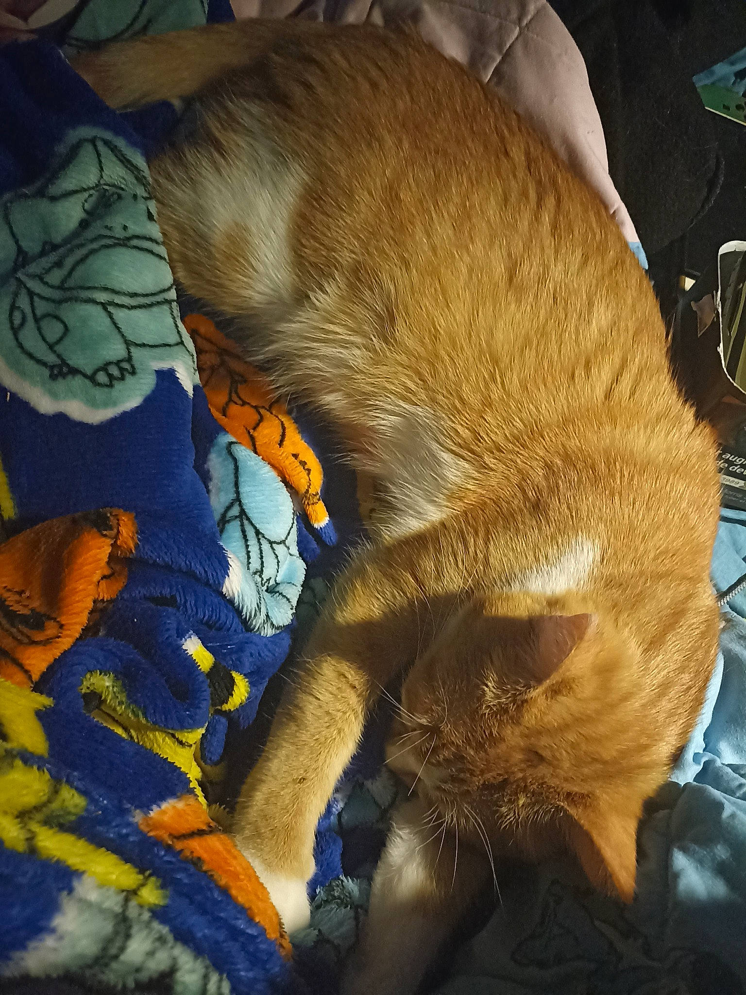 Thygroo participe au concours pour gagner de l'argent avec cette photo : carnivore, cat, claw, comfort, companion_dog, dog_breed, domestic_short_haired_cat, electric_blue, fawn, felidae, fur, human_leg, linens, paw, small_to_medium_sized_cats, snout, sporting_group, tail, whiskers, working_animal